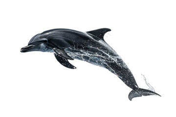 Playful dolphin leaping out of the water isolated on transparent background