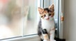 © ThienThu - baby tri-colored kitten sit next to the window