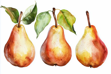 Set with watercolor pears on the white background. Hand painted