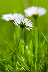 Flowers, earth and white daisies in field as blossom with bright, colorful and display in season or garden. Morning, nature and wallpaper in spring as botany or outdoor plants in landscape as closeup