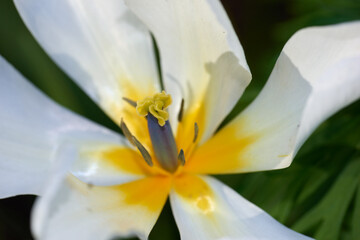 Botany, nature and white tulips in macro as blossom with bright or colorful display in season or garden. Morning, earth and textures in spring as flowers or plants in outdoor landscape as background