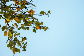 Wall Mural - yellow green alder tree leaves are under blue sky, autumn background