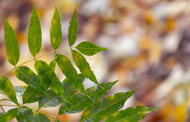 Wall Mural - green ash tree leaves are over blurred autumn background, close up