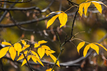 Wall Mural - yellow ash tree leaves are over blurred autumn background, close up