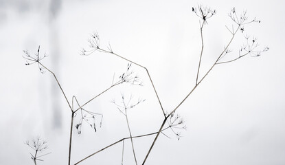 Poster - Frozen dry flowers of ground elder are on blurred white snow