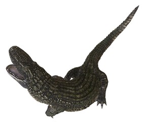 Alligator isolated on white background 3d illustration