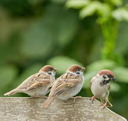 Outside, park and bird family in bench in nature for bonding, support and unity in Spain. Outdoor, forest and animals in garden for food sourcing, resting and nesting with relaxing as songbirds