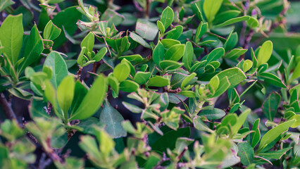 Sticker - fresh live green plant leaves close up