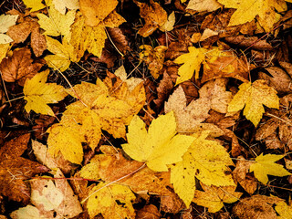 Yellow autumnal leaves as nature background.