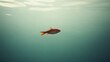 © MakoPoko - A small fish swimming determinedly in a large body of water showing ambition and confidence within a vast space
