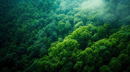 Lush green forest viewed from above, serene atmosphere.