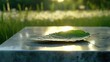 © Shaheen - Dandelion leaf presentation: A jagged dandelion leaf laid flat on a polished concrete podium. The light captures its unique shape and bright green color, with a blurred meadow background.