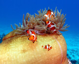 Four False clown anemonefish in anemone Boracay Island Philippines