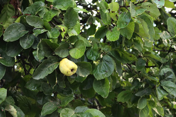 Wall Mural - Cydonia oblonga tree also called Quince tree with green fruits