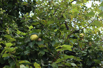 Wall Mural - Cydonia oblonga tree also called Quince tree with green fruits