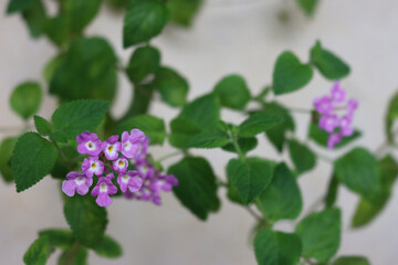 Wall Mural - Close-up of lilac flowers of Lantana plant in bloom on summer 