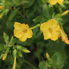 Wall Mural - Close-up of Mirabilis jalapa beautiful yellow flowers in the flowerbed on summer