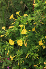 Wall Mural - Mirabilis jalapa plant in bloom with beautiful yellow flowers in the garden on summer