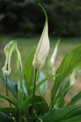 Wall Mural - Spathiphyllum  plant in bloom with many white flowers against green background