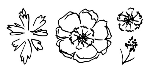 Wall Mural - Simple hand drawn vector illustration with black outline. Anemone flower, poppy, leaves, twig. Flower set, ink sketch. Nature and vegetation.