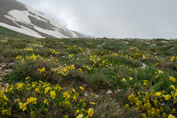 Colorful endemic flower species found in the mountains. Mountain flowers. Endemic mountain flowers. View of endemic flowers in green meadows in autumn. Green forest land.Mountain hut in the background