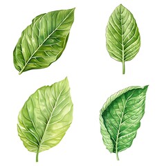 Canvas Print - Watercolor Illustration of Green Leaves with Detailed Veins.