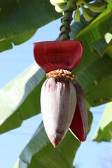 Banana plant bud, flora of Mexico, background