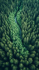 Wall Mural - Aerial view of a dense forest with a river winding through the trees