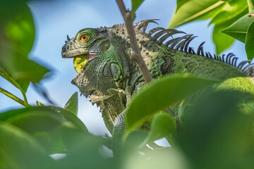 Close-up of a green iguana perched on a branch with vibrant foliage in the background.