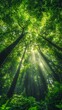 © Larysa - Lush green forest with towering trees and sunlight
