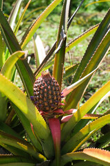 Pineapple baby fruit