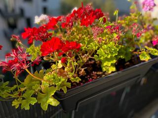 Blooming pink red Geranium pelargonium flowers in decorative flower pot hanging on a balcony fence in autumn time