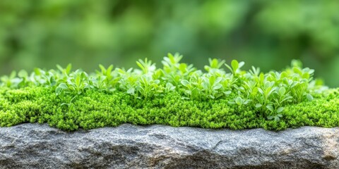 Beautiful bright green moss grown up and cover the rough stones with blur green nature background