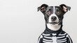 © Nataliia - Energetic dog in skeleton costume, ears perked up, isolated on white background, detailed black and white bones pattern