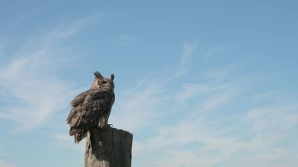 Great horned eagle owl, wildlife, raptor bird on a tree trunk, habitat, forest and meadow landscape