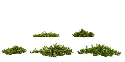 Set of Bearberry trees on transparent background