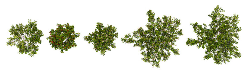 set of bearberry trees on transparent background from the top view