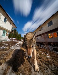 A wolf sneaking around houses of a residential area