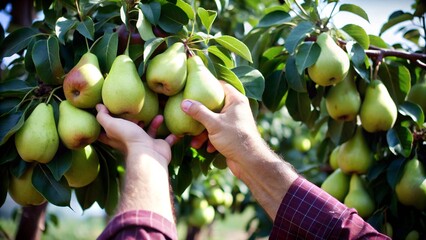 Hand picking fresh pear fruits from the tree