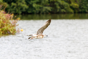 Wall Mural - A bird is flying over a body of water