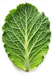 Cabbage Leaf Isolated on White Background