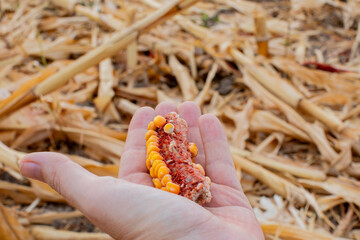 A person holding a cob of impacted corn during a drought in a dry field