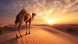 © B 7 YOU - A lone camel stands on a sand dune, watching the sun set over the desert.