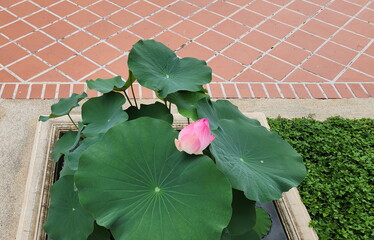 Sticker - Sacred Lotus has large, round, dark green leaves. Sacred lotus, pink lotus-lily has oval-shaped buds with pointed tip and pink color. Indian Lotus has pink buds in a cement pot. Considered a medicinal