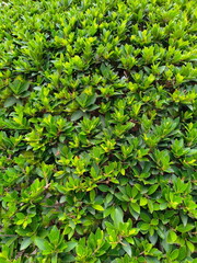 Ficus microcarpa, Chinese banyan, Malaysia banyan, Thick, dark green leaves with tapered tips. Indian laurel is ornamental plant grown in garden or plant create fence. Tree in fig family Moraceae. 
