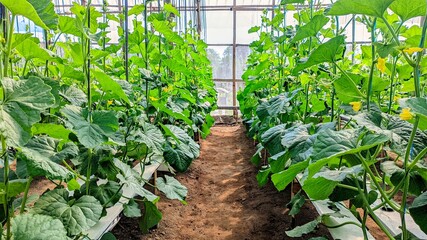 melon plants growing in a greenhouse hydroponic melon farm