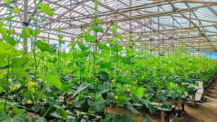 melon plants growing in a greenhouse hydroponic melon farm