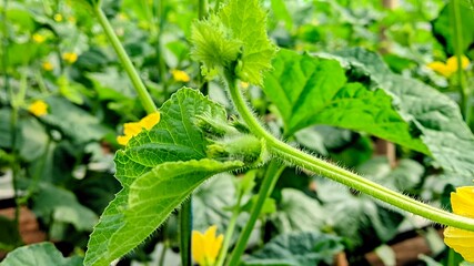 melon fruit candidates, melon plant flowers, growing in greenhouse hydroponic melon farming