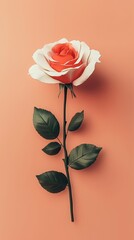 rose pink beauty blooming single flower with story portrait background