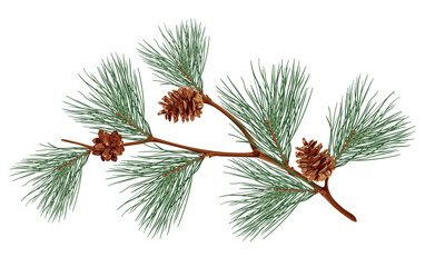 realistic pine tree branch with brown cones, green pine needles, and detailed texture, perfect for n